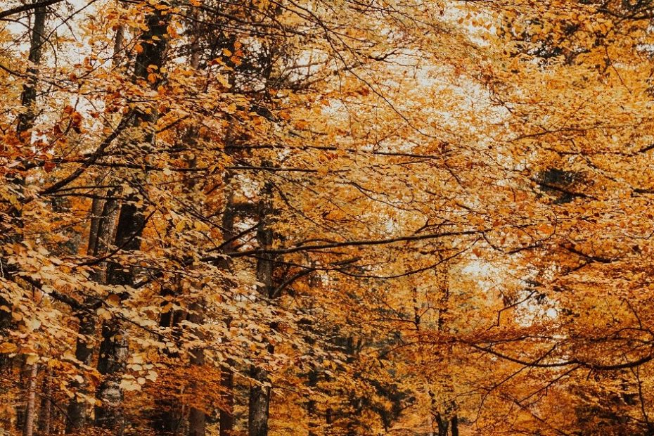 Engaging Fall Activities for Adults to Embrace the Season
